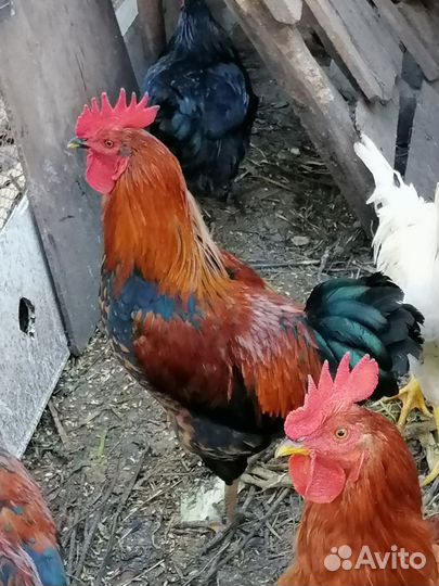 Куры петухи