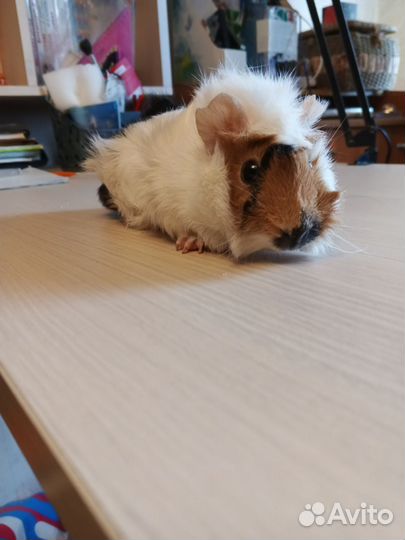 Морские свинки