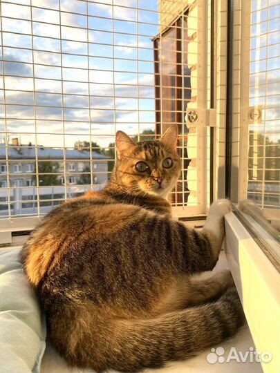 Зоогостиница, передержка для кошек