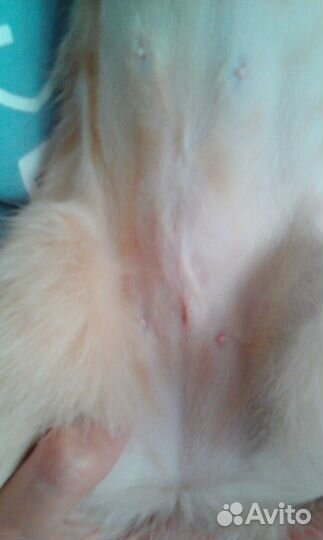 Стерилизация кошек. Стерилизация собак. С выездом