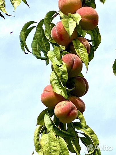 Саженцы сочных персиков и абрикосов