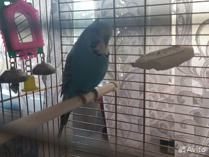 Волнистый попугай с клеткой