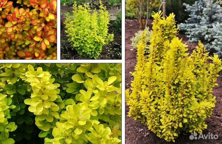 Редкие растения