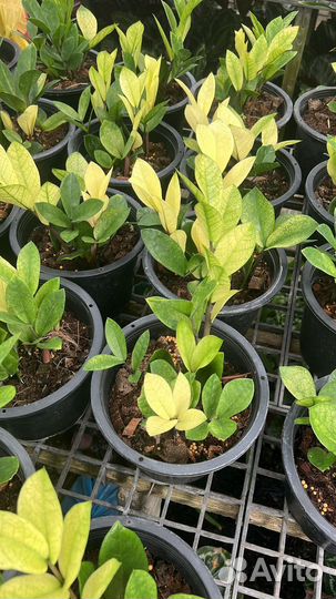 Замиокулькас Golden Тайланд