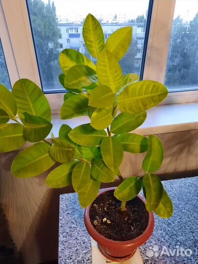 Лимонное дерево