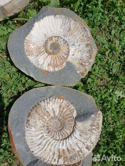Окаменелости аммониты