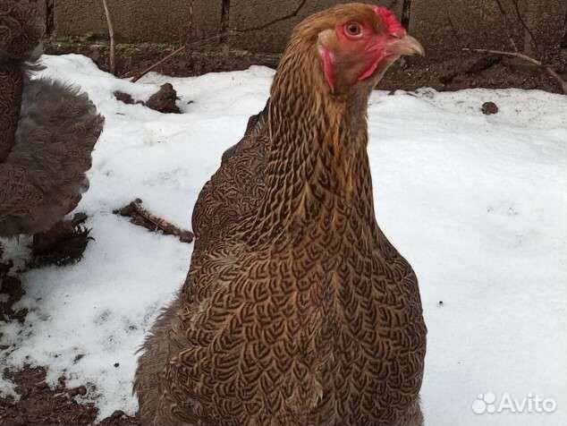 Цыплята Брамы