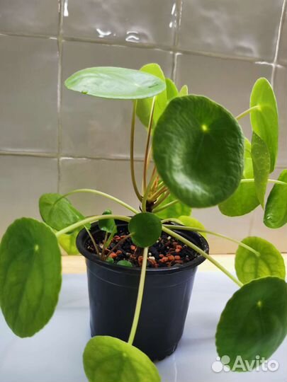 Пилея пеперомиевидная, Алоказия Полли