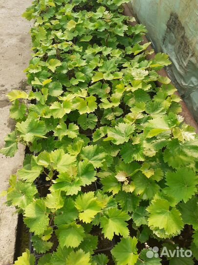 Саженцы винограда