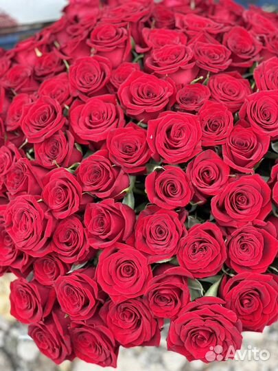 Цветы, букеты, 101 роза