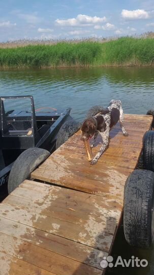 Курцхаар вязка