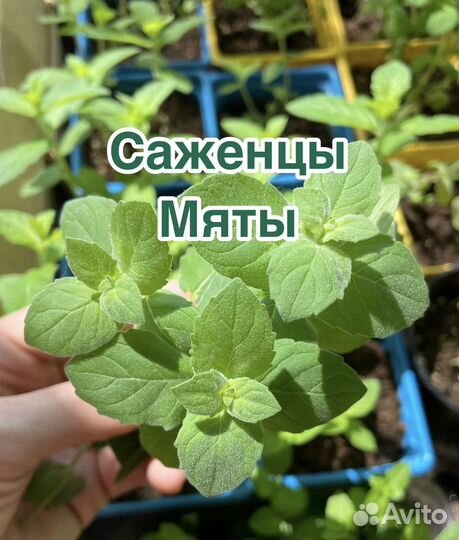 Саженцы Мяты 20 сортов