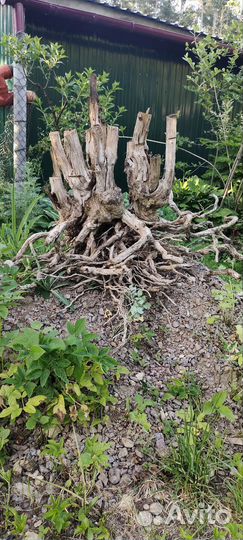 Бомбическая коряга для аквариума