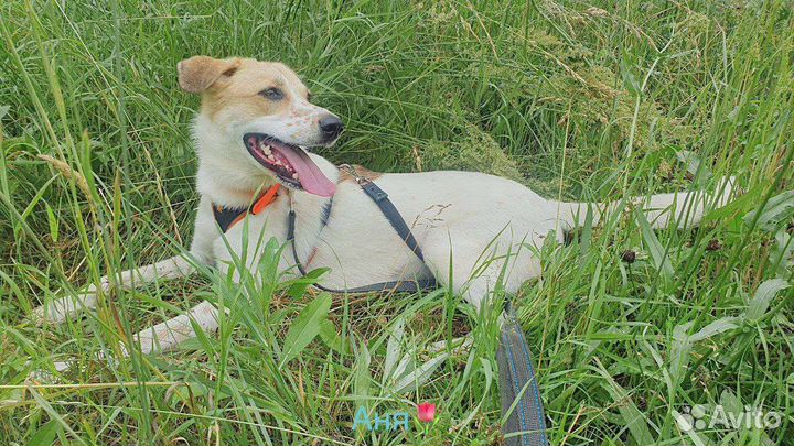 Собака ласковое солнышко