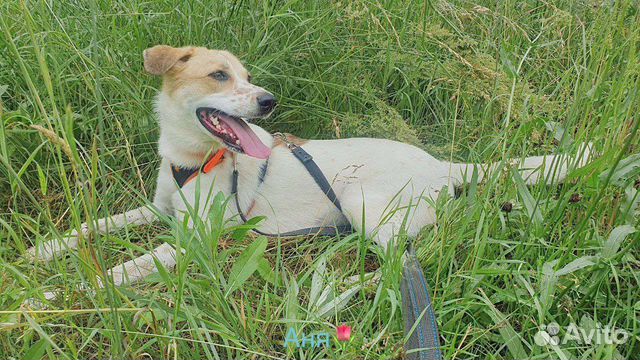 Собака ласковое солнышко