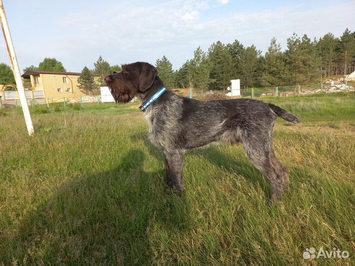 Щенки дратхаара