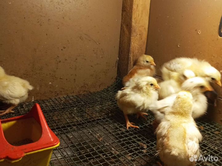 Цыплята несушки