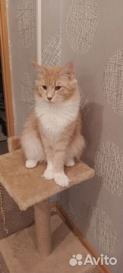 Котята мейн-кун