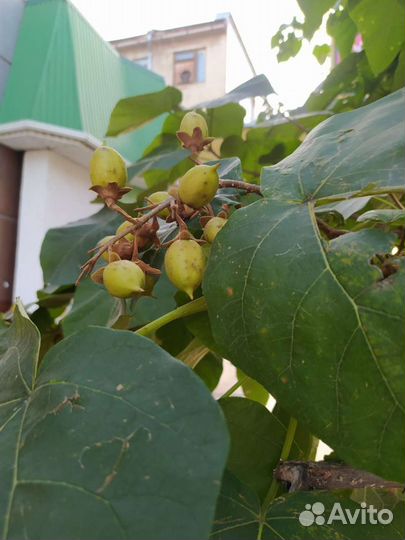 Павловния Форчуна Семена Саженцы