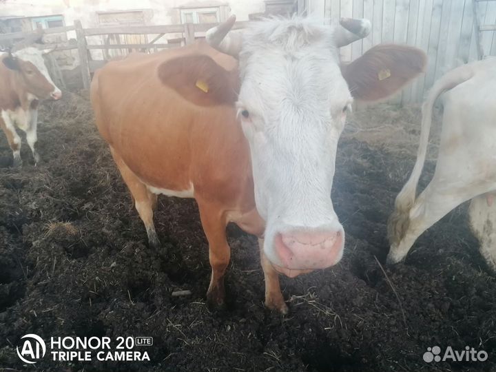 Корова дойная