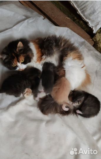 Котята