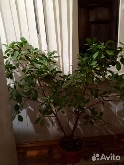 Фикус бенджамина