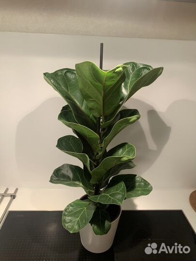 Фикус Лирата Бамбино