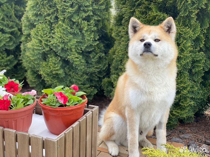 Акита ину для вязки