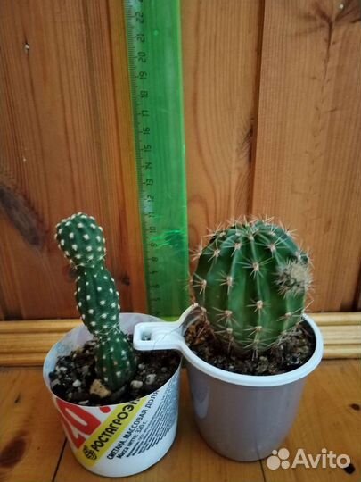 Кактус эхинопсис Шрейтера, апорокактус, толстянка