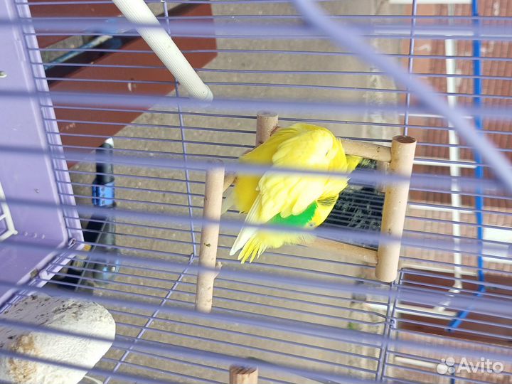 Риана 2года с половиной