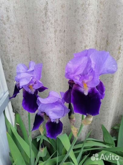 Ирисы бородатые