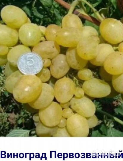 Саженцы винограда