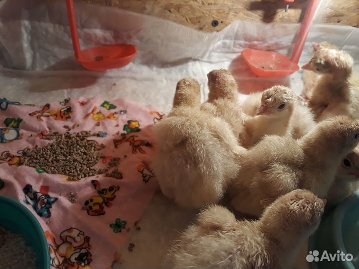 Индюшата Биг 6 и Хайбрид белая широкогрудая 15 мая