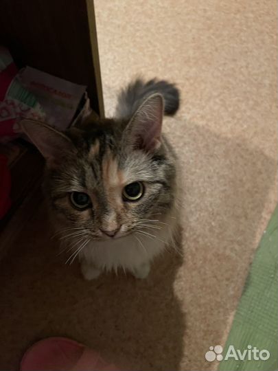 Кошка