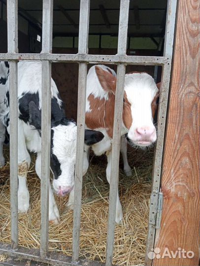 Телята бычки