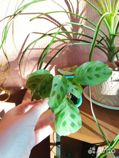 Ароидные растения