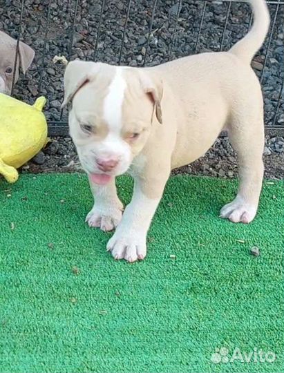 Американский булли