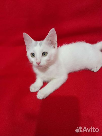 В добрые руки