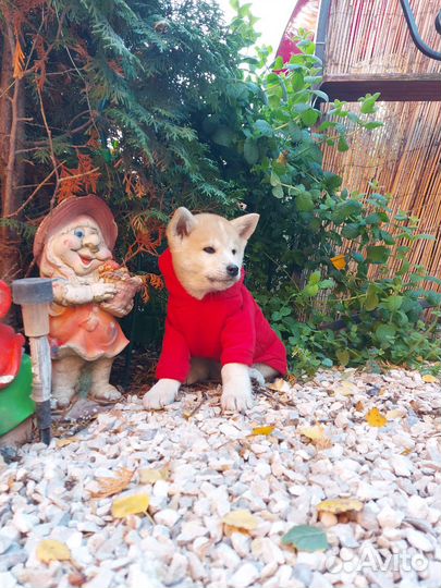 Щенки акита ину