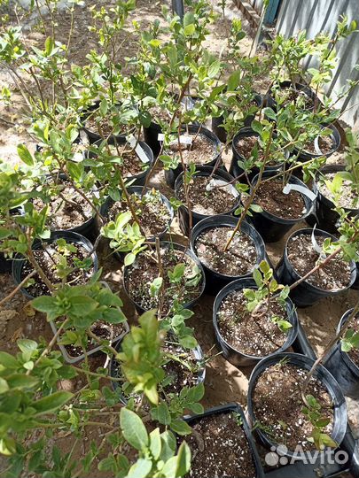 Саженцы голубики 3 летние