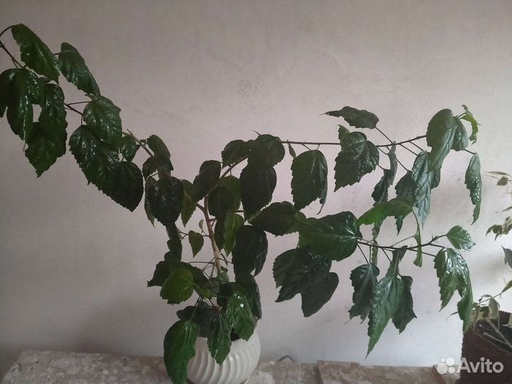 Кротон, Фикус бенджамина