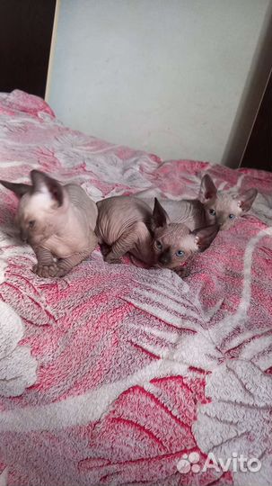 Канадский сфинкс