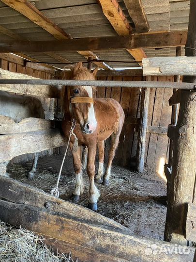 Лошадь 2 года