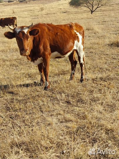 Коровы телки баран