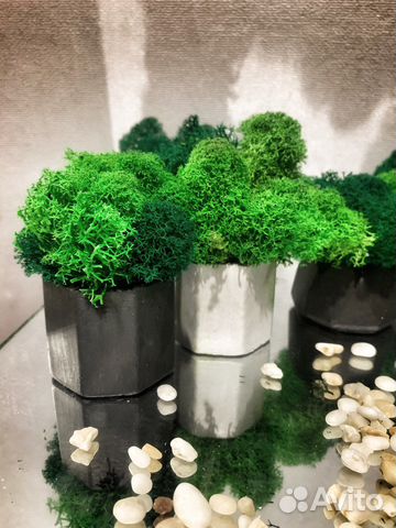 Кашпо со стабилизированным мхом