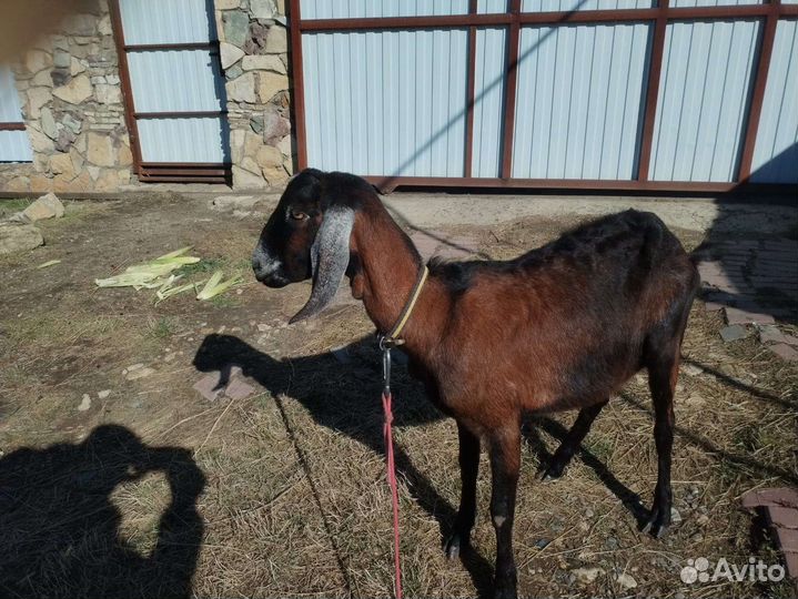 Коза нубийская