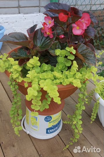 Вербейник монетчатый