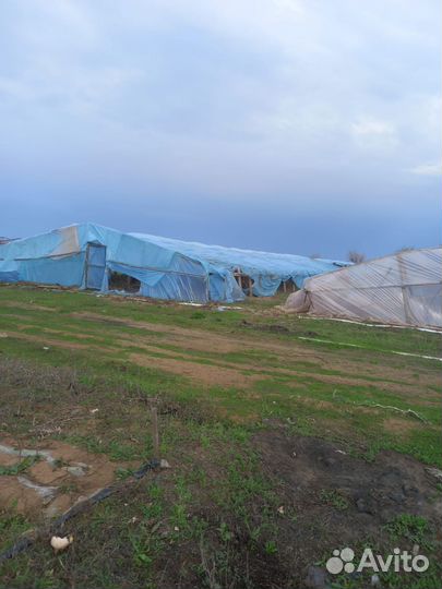 Теплицы бесплатно