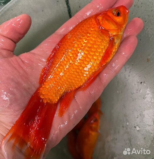 Рыба для пруда мальки