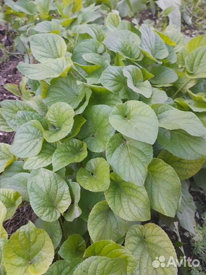 Брунера растения